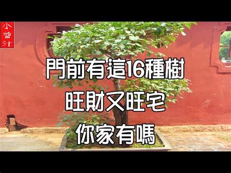 楓樹寓意